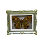 1Pcs Real Butterfly Framed Handmade, Taxidermy Butterfly Shadow Box Collection, Framed Butterfly Taxidermy for Oddities and Curiosities Gifts Tabletop Ornaments (B-Butterfly Specimen+Photo Frame) - color: B-butterfly Specimen+photo Frame