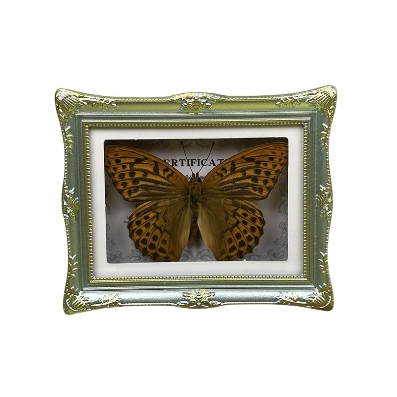1Pcs Real Butterfly Framed Handmade, Taxidermy Butterfly Shadow Box Collection, Framed Butterfly Taxidermy for Oddities and Curiosities Gifts Tabletop Ornaments (B-Butterfly Specimen+Photo Frame) - color: B-butterfly Specimen+photo Frame