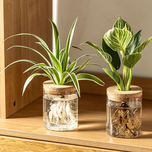 Glass Plant Propagation Stations for Plants – Set of 4(2 Large & 2 Small) Hydroponic Vases for Plant Cuttings,Flower Arrangements, Home & Office Decor–Desktop Vases for Living Room, Bedroom (4)