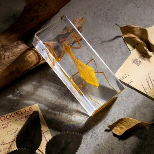 Real Mantis Specimen in Resin - Authentic Mantis Encased in Clear Resin Block, Perfect for Science Education, Oddities Collectors, and Biology Enthusiasts - color: Mantis Specimen