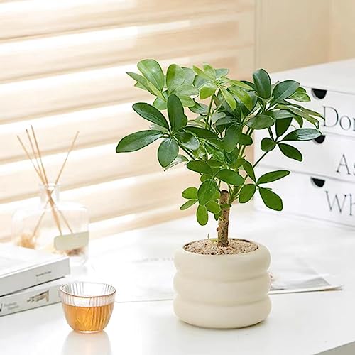 Ceramic Plant Pot Indoor, 4.5 Inch Flower Pot with Drainage Hole, Small Bubble Design Ceramic Planter for Home & Office Decor (Beige) - color: S-beige, size: 4.7inch