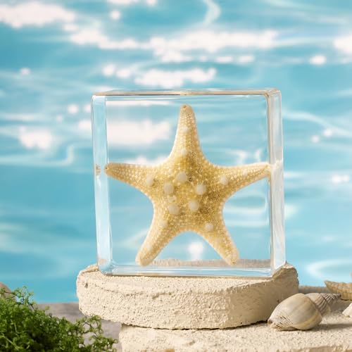 Taxidermy Starfish, Real Starfish Specimens Animal Specimen in Resin for Science Classroom Science Education, Great Gift for Fans of Taxidermy, Animal Skull, Oddities, Biology (3 x 3 x 1 inch) - color: Starfish