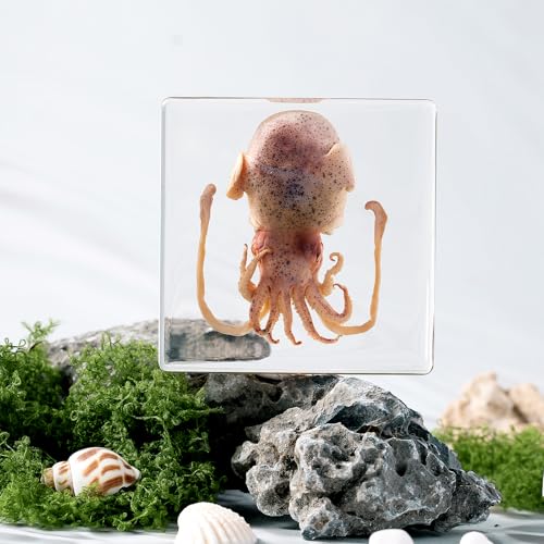 Taxidermy Squid, Real Squid Specimens Animal Specimen in Resin for Science Classroom Science Education, Great Gift for Fans of Taxidermy, Animal Skull, Oddities, Biology (3 x 3 x 1 inch) - color: Squid