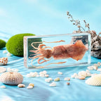 Taxidermy Squid, Real Squid Specimens Animal Specimen in Resin for Science Classroom Science Education, Great Gift for Fans of Taxidermy, Animal Skull, Oddities, Biology (5.5x2.5x0.7 Inch) - color: Squid (5.5x2.5x1 Inch)
