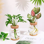 2 Pcs Propagation Vases, Tabletop Plant Terrarium for Propagating Hydroponic, Glass Terrarium Vase Jars, Home Kitchen Decorations and Gifts for Plant Lovers - size: 4.2" L x 4.2" W x 5.2"H