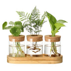 3Pcs Propagation Stations, Plant Terrarium with Lid and Wooden Stand,Desktop Glass Planter Hydroponics Vase,Home Office Living Room Decor Gifts - size: 8.7"L x 3.5"W x 4.7"H