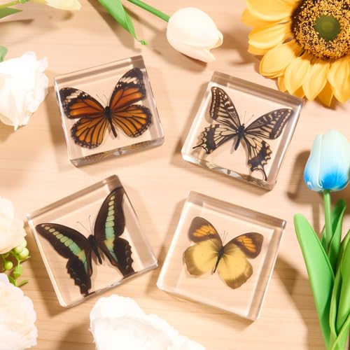 4-Pack Taxidermy Butterfly, Real Butterflies Specimens in Resin - Genuine Resin Butterflies Framed Display for Taxidermy Bugs, Oddities, Biology, Science & Home Decor (3x3x1 inch) - color: 4pcs Butterflies