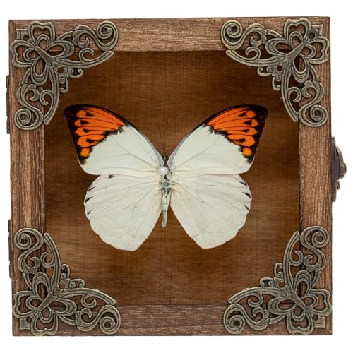 Real Taxidermy Butterfly Shadow Box - Framed Butterfly Taxidermy Unique Metal Pushpin Fixation, Goth Gifts Butterfly Decoration Box (Crane Crest White Butterfly (Family Papilionidae) - color: Crane Crest White Butterfly (Family Papilionidae)