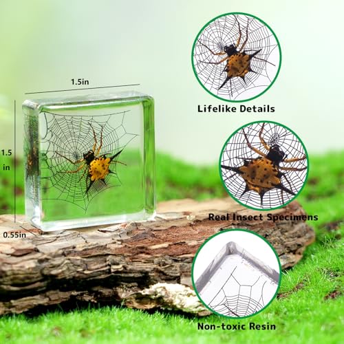 4Pcs Insect Taxidermy in Resin Specimen Set - Bugs in Clear Block for Oddities Collection, Home Decor & Unique Gift (1.5x1.5 inch) - color: 4pcs Insect (1.5x1.5in)