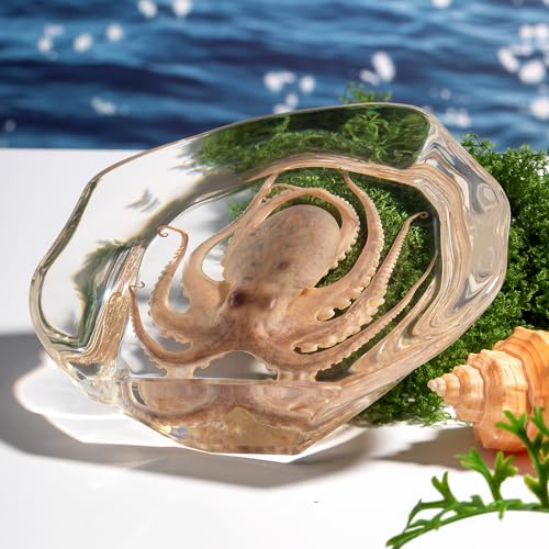 Taxidermy Octopus, Real Octopus Specimens Animal Specimen in Resin for Science Classroom Science Education, Great Gift for Fans of Taxidermy, Animal Skull, Oddities, Biology (Irregularly) - color: Octopus B