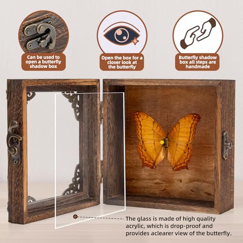 Real Butterfly Shadow Box Picture Frame - Framed Butterfly Taxidermy Meticulously Handcrafted, Gothic Decor Butterfly Small Shadow Box (Yellow-Spotted Nymphalid (Nymphalidae)) - color: Yellow-spotted Nymphalid (Nymphalidae)
