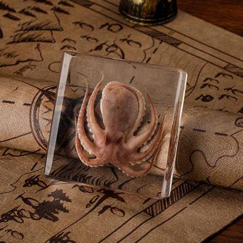 Taxidermy Octopus Specimen in Resin – Real Preserved Marine Animal Specimen, Oddities Collectible & Gothic Decor for Science Classroom, Unique Halloween, Christmas & Birthday Gift - color: Taxidermy Octopus(3 x 3 x 1 inch)