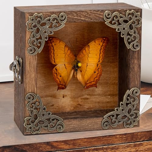 Real Butterfly Shadow Box Picture Frame - Framed Butterfly Taxidermy Meticulously Handcrafted, Gothic Decor Butterfly Small Shadow Box (Yellow-Spotted Nymphalid (Nymphalidae)) - color: Yellow-spotted Nymphalid (Nymphalidae)