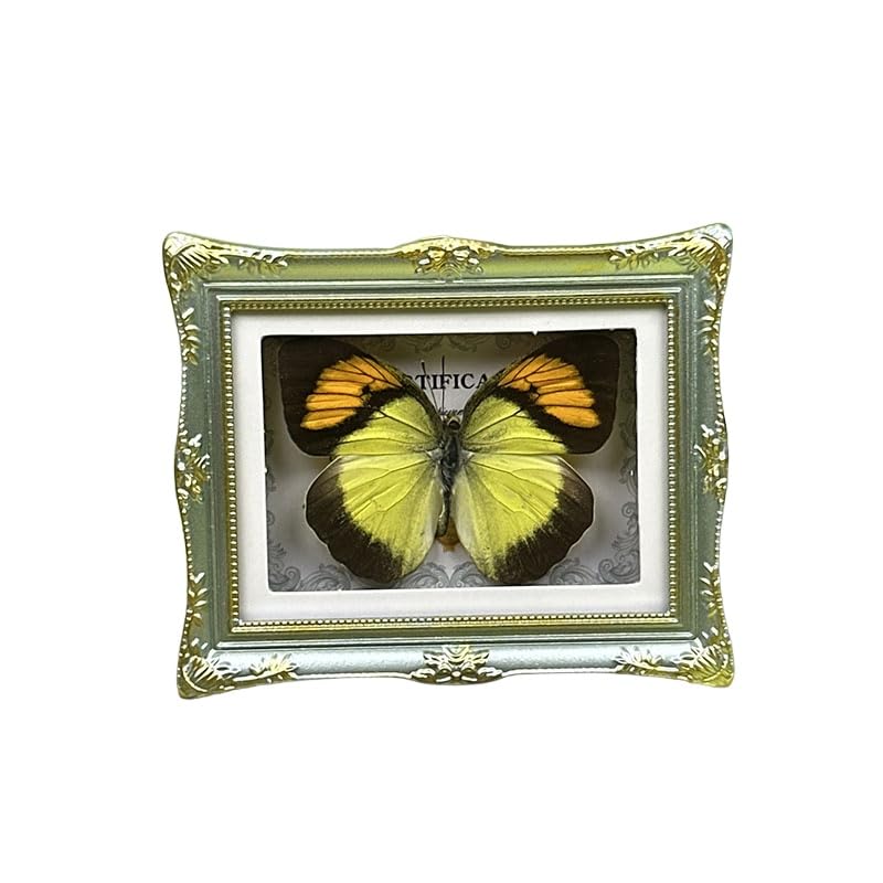 1Pcs Real Butterfly Framed Handmade, Taxidermy Butterfly Shadow Box Collection, Framed Butterfly Taxidermy for Oddities and Curiosities Gifts Tabletop Ornaments (F-Butterfly Specimen+Photo Frame) - color: F-butterfly Specimen+photo Frame