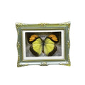1Pcs Real Butterfly Framed Handmade, Taxidermy Butterfly Shadow Box Collection, Framed Butterfly Taxidermy for Oddities and Curiosities Gifts Tabletop Ornaments (F-Butterfly Specimen+Photo Frame) - color: F-butterfly Specimen+photo Frame