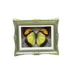 1Pcs Real Butterfly Framed Handmade, Taxidermy Butterfly Shadow Box Collection, Framed Butterfly Taxidermy for Oddities and Curiosities Gifts Tabletop Ornaments (F-Butterfly Specimen+Photo Frame) - color: F-butterfly Specimen+photo Frame