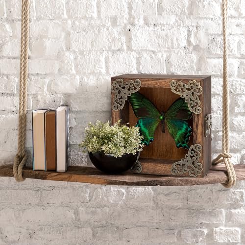Taxidermy Butterfly Shadow Box Picture Frame - Real Butterfly Framed Meticulously Handcrafted, Framed Butterfly Taxidermy Gothic Room Decor (Green-Banded Queen Butterfly (Family Papilionidae)) - color: Green-banded Queen Butterfly (Family Papilionidae)