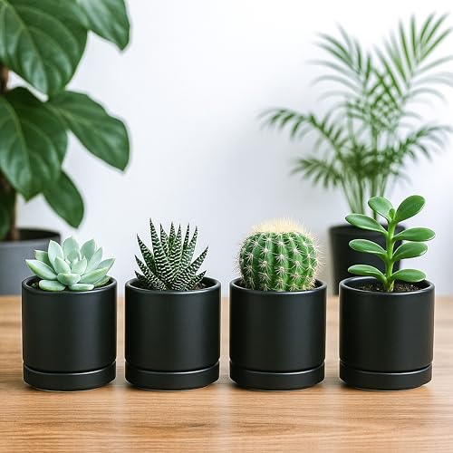 D'vine Dev Set of 4 Small Ceramic Plant Pots, 3.5 Inch Succulent Planter Pot for Plants with Drainage Hole and Saucer, Black, 94-X-A-2 - color: Black, size: 3.5 Inch