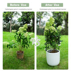 Large Obelisk Trellis Peony Cage 24.6x17 Inches - Premium Metal Plant Support for Outdoor Gardens, Easy Assembly, Sturdy Design, Perfect for Climbing Plants - size: 24.6"x17"