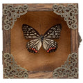Real Taxidermy Butterfly Shadow Box - Framed Butterfly Taxidermy Meticulously Handcrafted, Goth Gifts Butterfly Decoration Box (Black-Veined Nymphalid (Nymphalidae)) - color: Black-veined Nymphalid (Nymphalidae)