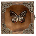 Real Taxidermy Butterfly Shadow Box - Framed Butterfly Taxidermy Meticulously Handcrafted, Goth Gifts Butterfly Decoration Box (Black-Veined Nymphalid (Nymphalidae)) - color: Black-veined Nymphalid (Nymphalidae)