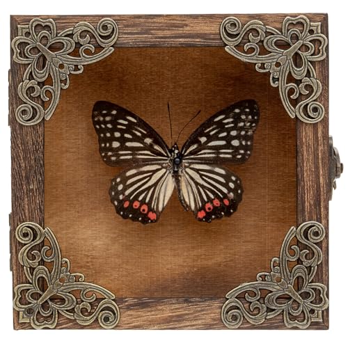 Real Taxidermy Butterfly Shadow Box - Framed Butterfly Taxidermy Meticulously Handcrafted, Goth Gifts Butterfly Decoration Box (Black-Veined Nymphalid (Nymphalidae)) - color: Black-veined Nymphalid (Nymphalidae)