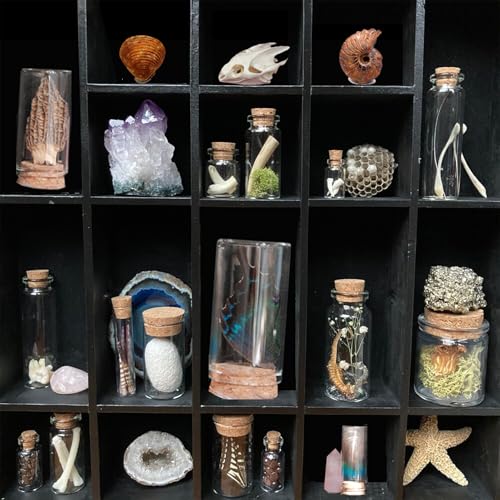 10Pcs Mystery Natural Oddities Collection Box - Real Fossils, Crystals & Taxidermy in Glass Vials | Dark Academia Decor for Adults & Kids | Witchy Curio Cabinet Decor | Unique Gifts for Science Lovers - style: 10PCS