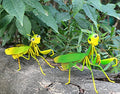 GIFTME 5 Metal Mantis Garden Yard Art Decor,Praying Mantis Outdoor Wall Decor for Garden,Patio,Tree,Fence,Lawn Ornaments Set of 2 - style: Mantis