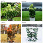 Large Obelisk Trellis Peony Cage 24.6x17 Inches - Premium Metal Plant Support for Outdoor Gardens, Easy Assembly, Sturdy Design, Perfect for Climbing Plants - size: 24.6"x17"