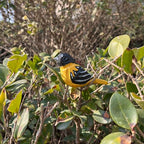 Hand Carved Bird Figurines, Hand-painted Sculpted Wooden Birds, Wood Bird Sculptures for Home Decoration, Hand Crafted Life Like Bird Statues, Ideal Gifts for Bird Lovers (Baltimore Oriole)