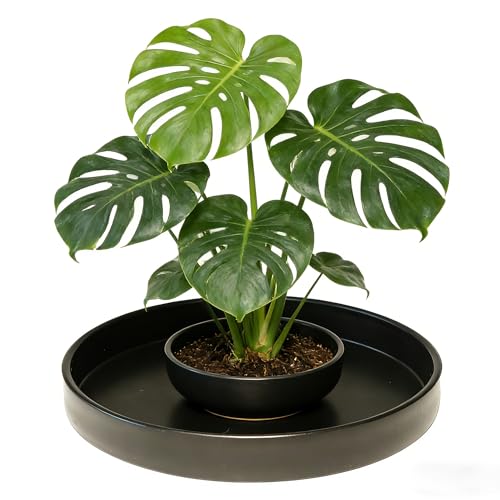 Plant Saucer 6 inch Drip Tray for Ceramic Plastic Pots, 2 Pack Plant Saucers for Indoors, Plastic Planter Flower Pot Saucers for Potted Plants, Planter Water Trays for pots Base (6", Black) - color: Black, size: 6" - 2Pcs