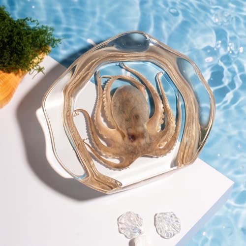 Taxidermy Octopus, Real Octopus Specimens Animal Specimen in Resin for Science Classroom Science Education, Great Gift for Fans of Taxidermy, Animal Skull, Oddities, Biology (Irregularly) - color: Octopus B