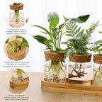 3Pcs Propagation Stations, Plant Terrarium with Lid and Wooden Stand,Desktop Glass Planter Hydroponics Vase,Home Office Living Room Decor Gifts - size: 8.7"L x 3.5"W x 4.7"H