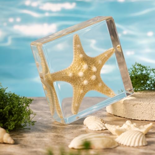 Taxidermy Starfish, Real Starfish Specimens Animal Specimen in Resin for Science Classroom Science Education, Great Gift for Fans of Taxidermy, Animal Skull, Oddities, Biology (3 x 3 x 1 inch) - color: Starfish
