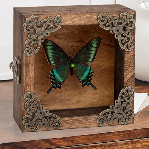 Real Taxidermy Butterfly Shadow Box - Framed Butterfly Taxidermy Meticulously Handcrafted, Goth Gifts Butterfly Decoration Box (Spring-Type Green-Banded Crested Butterfly (Family Papilionidae)) - color: Spring-type Green-banded Crested Butterfly (Family P