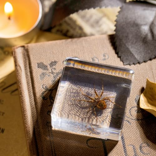 Real Spider Specimen in Resin - with Simulated Spider Web, Perfect for Science Education, Oddities Collectors, and Biology Enthusiasts(Spider Specimen) - color: Spider Specimen