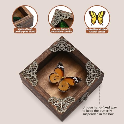 Taxidermy Butterfly Shadow Box Picture Frame - Real Framed Butterflies Meticulously Handcrafted, Framed Butterfly Taxidermy for Dark Academia Decor (Golden Nymphalid (Nymphalidae)) - color: Golden Nymphalid (Nymphalidae)