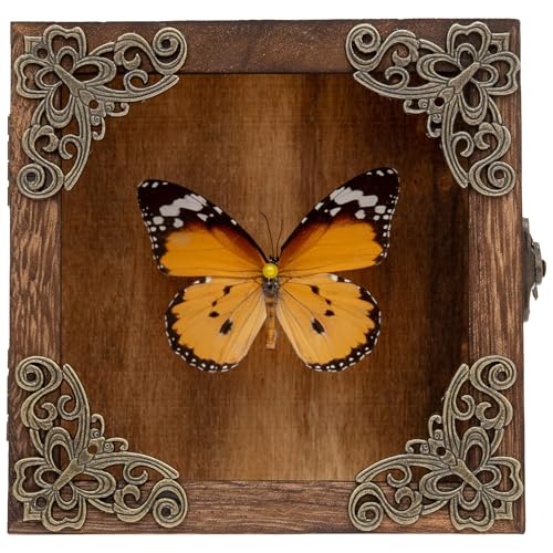Taxidermy Butterfly Shadow Box Picture Frame - Real Framed Butterflies Meticulously Handcrafted, Framed Butterfly Taxidermy for Dark Academia Decor (Golden Nymphalid (Nymphalidae)) - color: Golden Nymphalid (Nymphalidae)