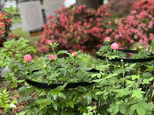Large Peony Cages and Supports 18.9"x23.6" - Durable Round Garden Flower Rings | Tall Plant Support Stakes for Outdoor Peonies | Enhances Peony Planting Success with Secure Grounding - size: 23.6"x18.9"