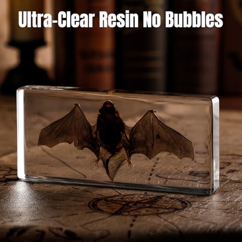 Taxidermy Bat Specimen in Resin – Real Preserved Animal Specimen, Oddities Collectible & Gothic Decor for Science Classroom, Unique Halloween, Christmas & Birthday Gift(5.5 x 2.5 x 0.7 inch) - color: Taxidermy Bat(5.5 x 2.5 x 0.7 inch)