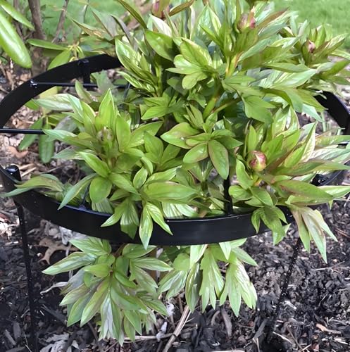 Large Peony Cages and Supports 18.9"x23.6" - Durable Round Garden Flower Rings | Tall Plant Support Stakes for Outdoor Peonies | Enhances Peony Planting Success with Secure Grounding - size: 23.6"x18.9"