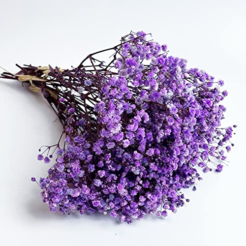 Preserved Baby's Breath 3 Bunches, 100% Natrual Fresh Gypsophila Long Lasting Flowers for Vase Arrangements Home Decoration Photo Props Parties and Weddings, DIY Décor-Light Purple - color: Light Purple