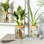 Glass Plant Propagation Stations for Plants – Set of 4(2 Large & 2 Small) Hydroponic Vases for Plant Cuttings,Flower Arrangements, Home & Office Decor–Desktop Vases for Living Room, Bedroom (4)
