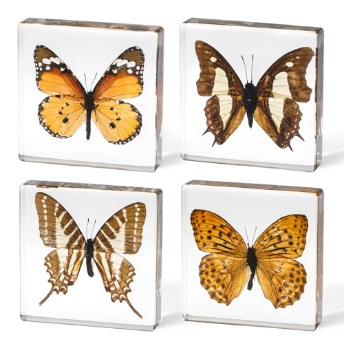 4-Pack Taxidermy Butterfly, Real Butterflies Specimens in Resin - Genuine Resin Butterflies Framed Display for Taxidermy Bugs, Oddities & Home Decor (Style 2) - color: 4pcs Butterflies Style 2