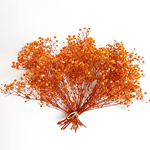 Preserved Baby's Breath 3 Bunches, 100% Natrual Fresh Gypsophila Long Lasting Flowers for Vase Arrangements Home Decoration Photo Props Parties and Weddings, DIY Décor-Orange - color: Orange