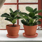 2 Pack Ceramic Plant Saucer Pot Tray 6 Inch Terracotta, Planter Saucers 6 7 8 9 10 11 12 15 Inch, Durable Sturdy Flower Drainage drip Water Tray for Glazed Pots Base (6.4 Inch- Red Terracotta) - color: Terracotta, size: 6.4in 2pack