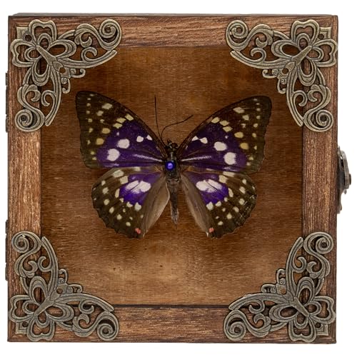 Taxidermy Butterfly Shadow Box Picture Frame - Real Framed Butterflies Meticulously Handcrafted, Framed Butterfly Taxidermy for Dark Academia Decor (Purple Nymphalid (Nymphalidae)) - color: Purple Nymphalid (Nymphalidae)