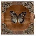 Real Butterfly Shadow Box Picture Frame - Framed Butterfly Taxidermy Meticulously Handcrafted, Gothic Decor Butterfly Small Shadow Box (Male Red Saw Nymphalid (Nymphalidae)) - color: Male Red Saw Nymphalid (Nymphalidae)