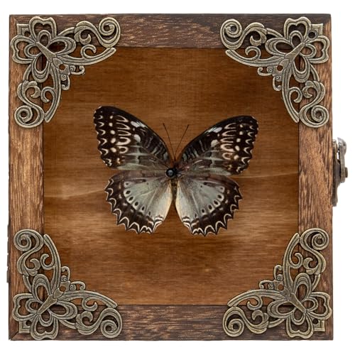 Real Butterfly Shadow Box Picture Frame - Framed Butterfly Taxidermy Meticulously Handcrafted, Gothic Decor Butterfly Small Shadow Box (Male Red Saw Nymphalid (Nymphalidae)) - color: Male Red Saw Nymphalid (Nymphalidae)