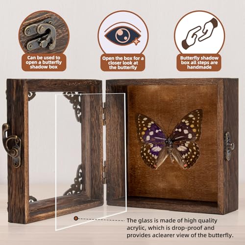 Taxidermy Butterfly Shadow Box Picture Frame - Real Framed Butterflies Meticulously Handcrafted, Framed Butterfly Taxidermy for Dark Academia Decor (Purple Nymphalid (Nymphalidae)) - color: Purple Nymphalid (Nymphalidae)